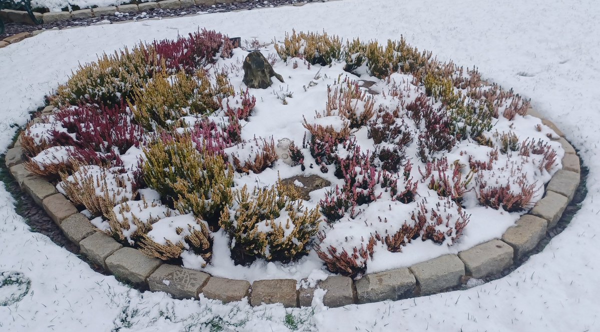 Gavin Mac Suilven tweet media