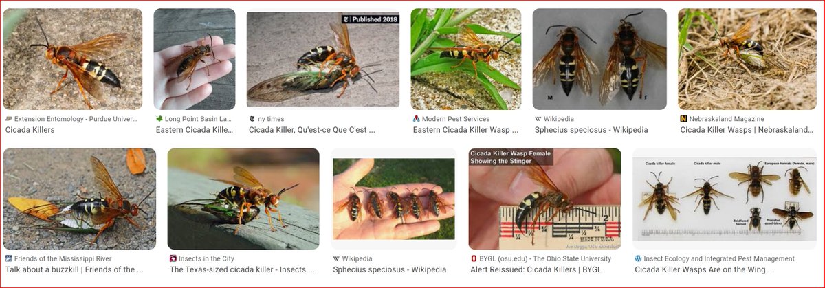 The1GrahamL's tweet photo. @MattBrownM2 Honeybees only have 1 sting - it rips their intestines out, releases pheromones and warns others of danger. Wasps on the other hand can sting repeatedly...@Somobomb18 if you want to really haunt Matt come back as a cicada killer https://t.co/VEdi1tAsYo