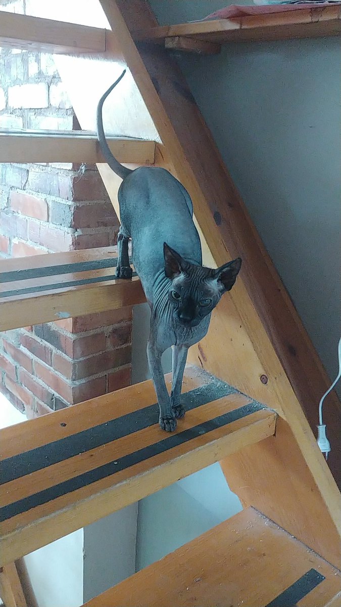WaitItsKim's tweet photo. got a new kitty. her name is calli ballsack https://t.co/aS8PngJIZQ