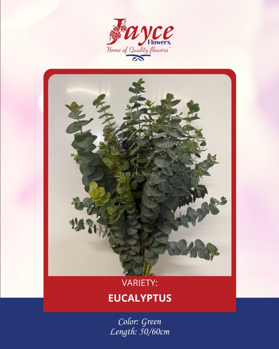 itsJayceKenya's tweet photo. Fresh eucalyptus, premium quality 🌿Ready for your next arrangement.📞 +254743394954 https://t.co/oHE5XCJp1U