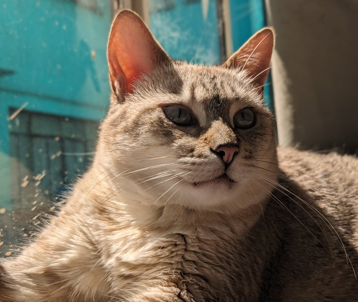 catpow3r tweet media