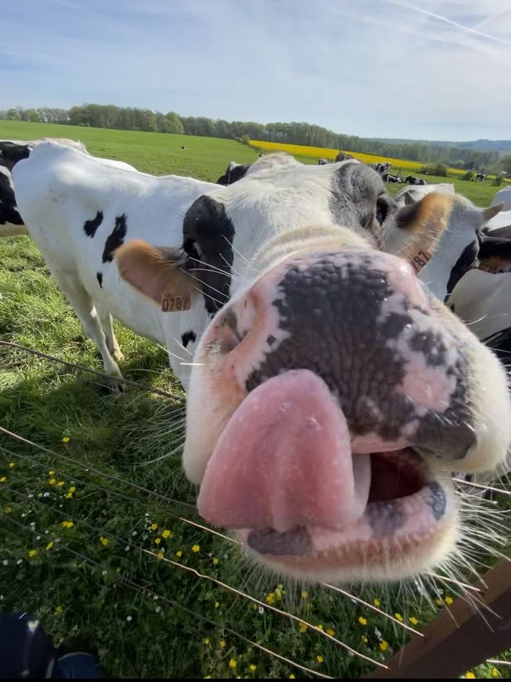 ★ | Happy Snout Saturday!!