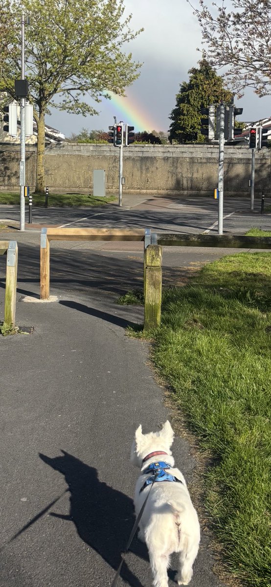 Albert the westie tweet media