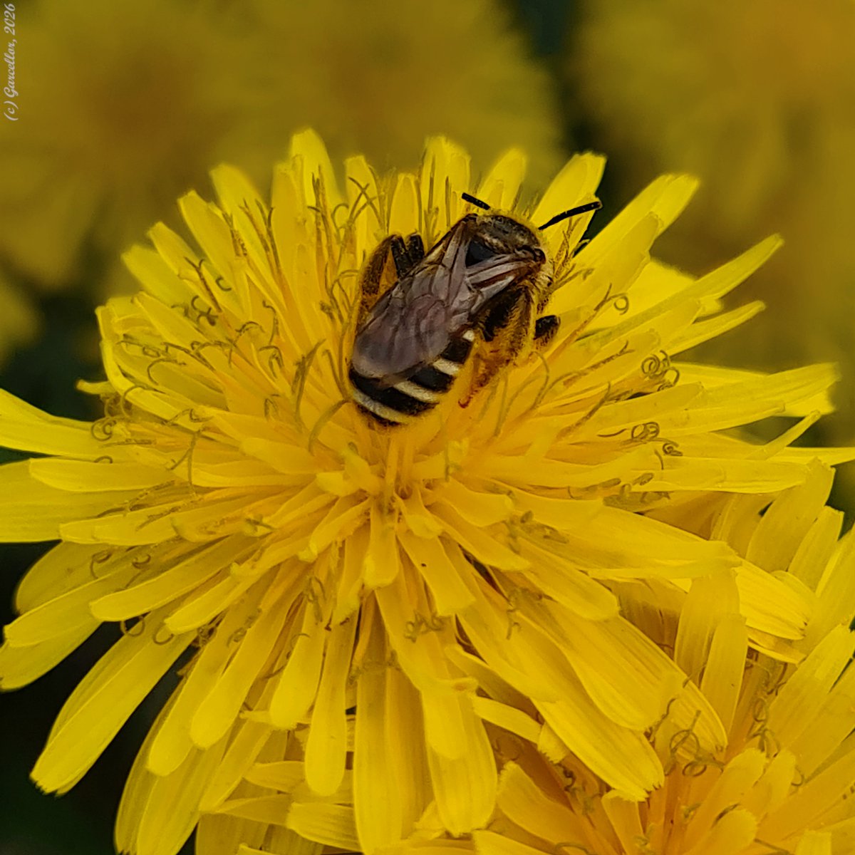 LorenzoGarciaCe's tweet image. Amigos bichólogos. ¿Le podemos poner nombre a esta amiguita?   

¿Podría ser una Andrena flavipes? (Por decir algo)  

Madrid, 10 de abril de 2026.

#garcellor