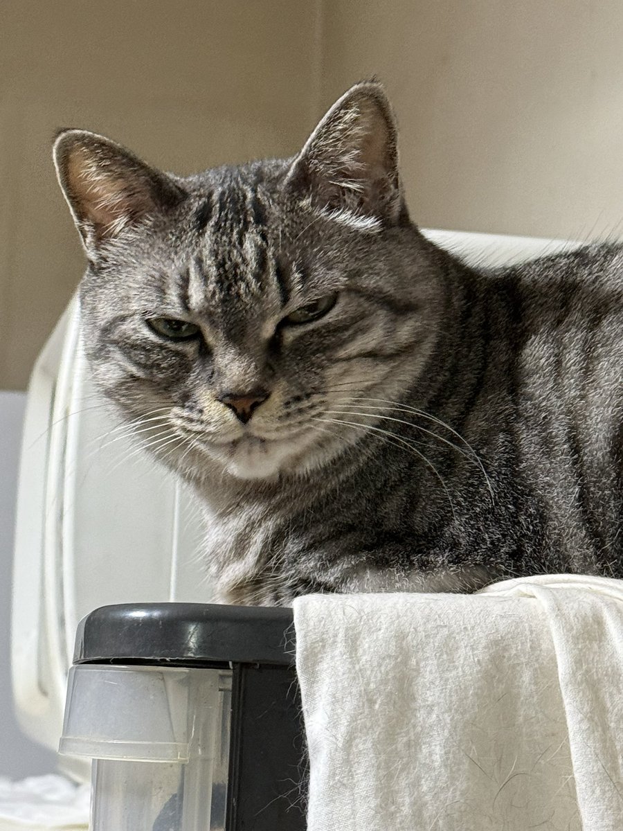 lqe05z734o31's tweet image. #今日のローコネの一曲
#Light   
　おはおはにゃーーん、留守番中の花🌸にゃよ😄
　昨夜のローコネのお兄ちゃん達の大阪ホールワンマンライブ、凄い景色だなぁ‼️
たくさんの方に🔥のLiveが届けられて良かったにゃ✌️ 
花🌸も嬉しいにゃよー☺️
　今日は日曜日だにゃ、花🌸はお昼、夜の留守番　3連勤目