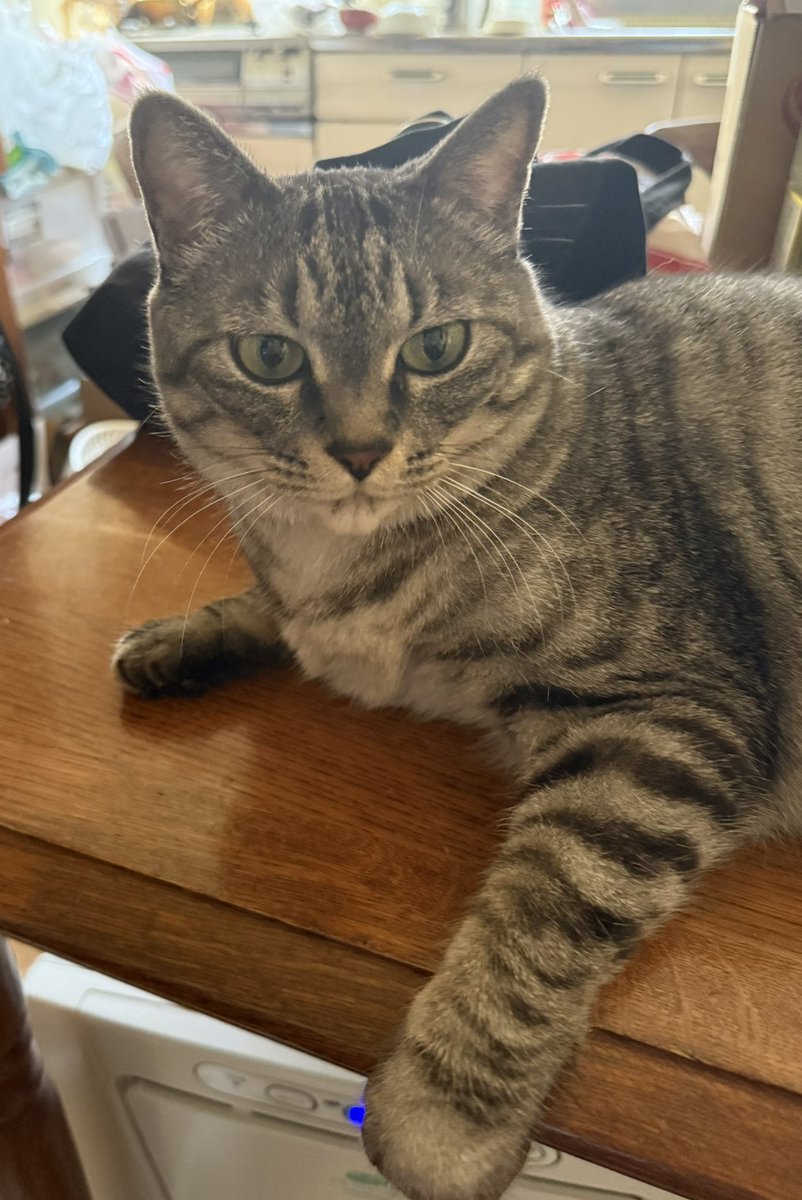 lqe05z734o31's tweet image. #今日のローコネの一曲
#Light   
　おはおはにゃーーん、留守番中の花🌸にゃよ😄
　昨夜のローコネのお兄ちゃん達の大阪ホールワンマンライブ、凄い景色だなぁ‼️
たくさんの方に🔥のLiveが届けられて良かったにゃ✌️ 
花🌸も嬉しいにゃよー☺️
　今日は日曜日だにゃ、花🌸はお昼、夜の留守番　3連勤目