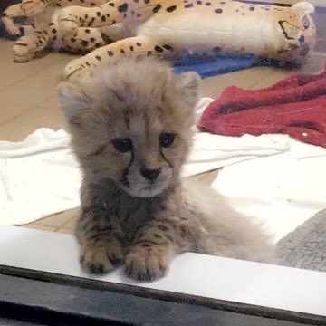 ไอ้พุน tweet media