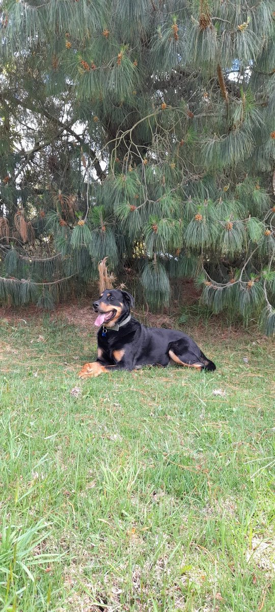 ivandamonte's tweet photo. National Pet Day ! https://t.co/uTZAi1pHQ8