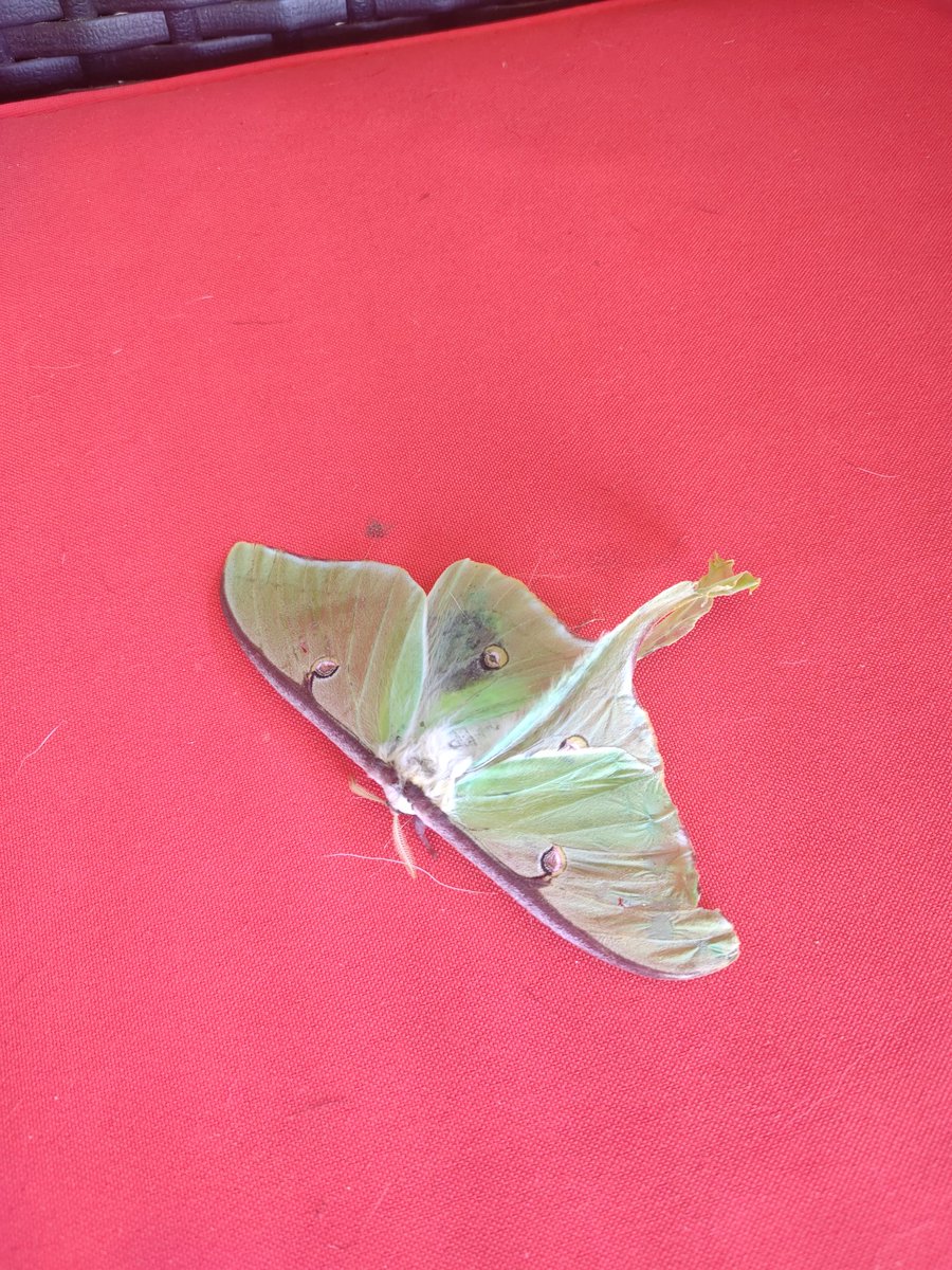 deaxiou's tweet photo. found moff. https://t.co/9FCmAMTo27