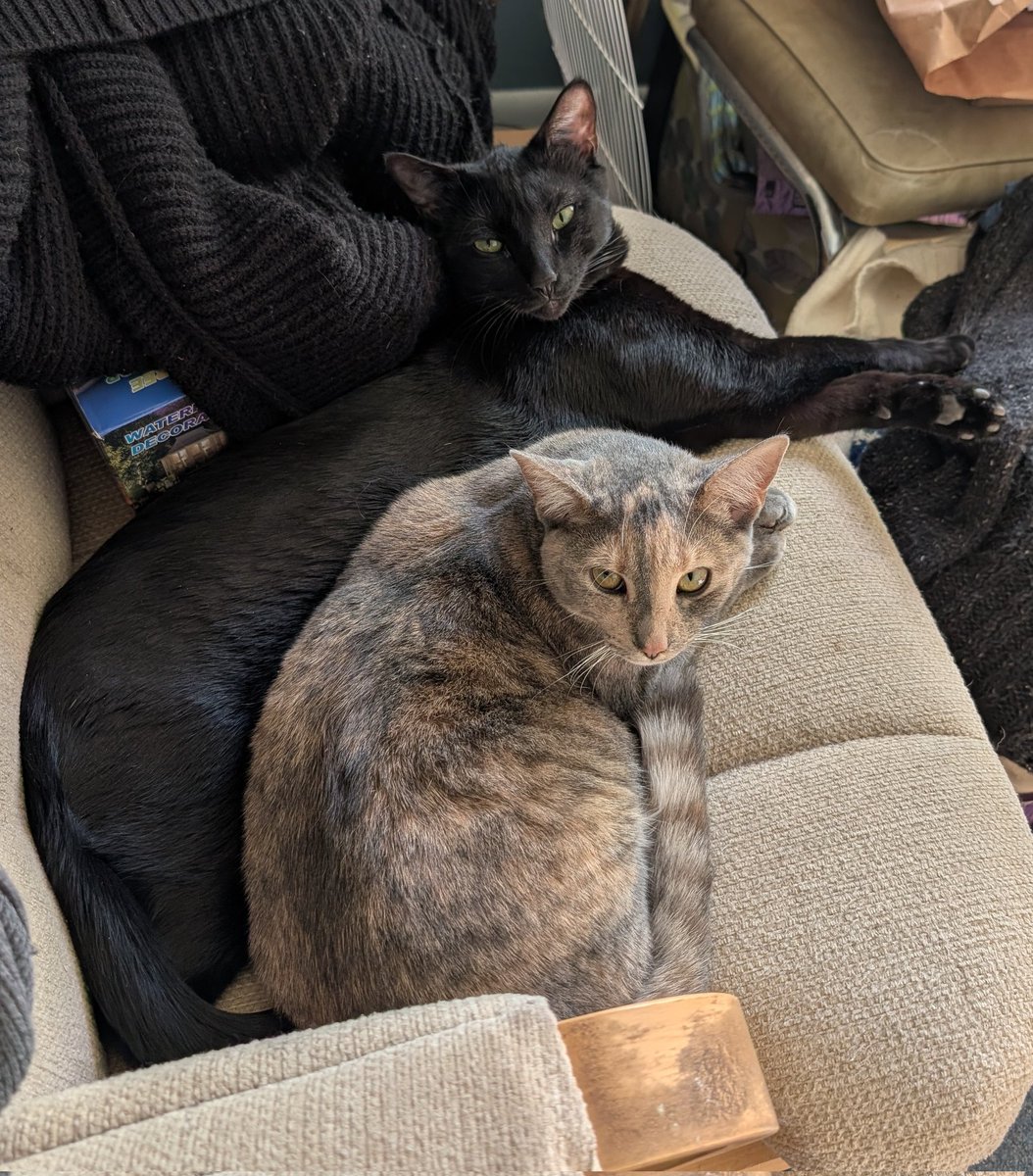 Figaro_VT's tweet photo. @DamienDreadVT The babies, Hades and Mayet~ https://t.co/UbMuokJsbZ