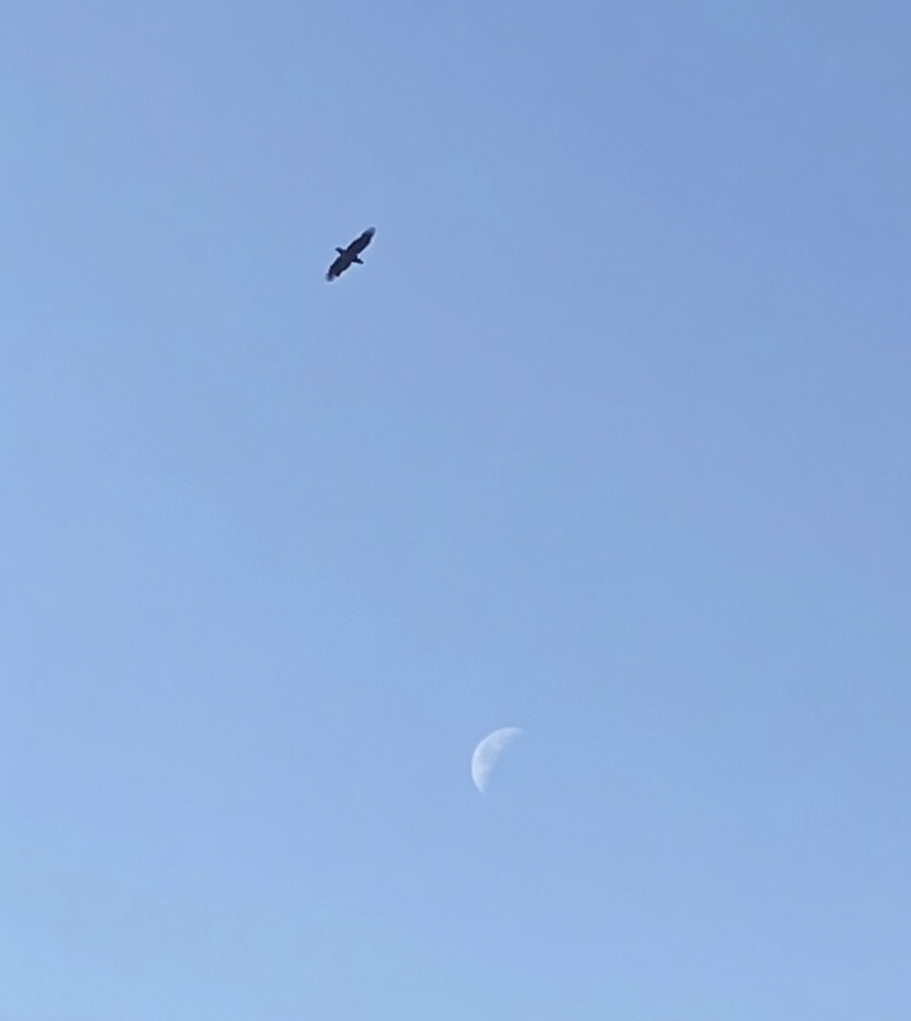 Skies 💕 tweet media