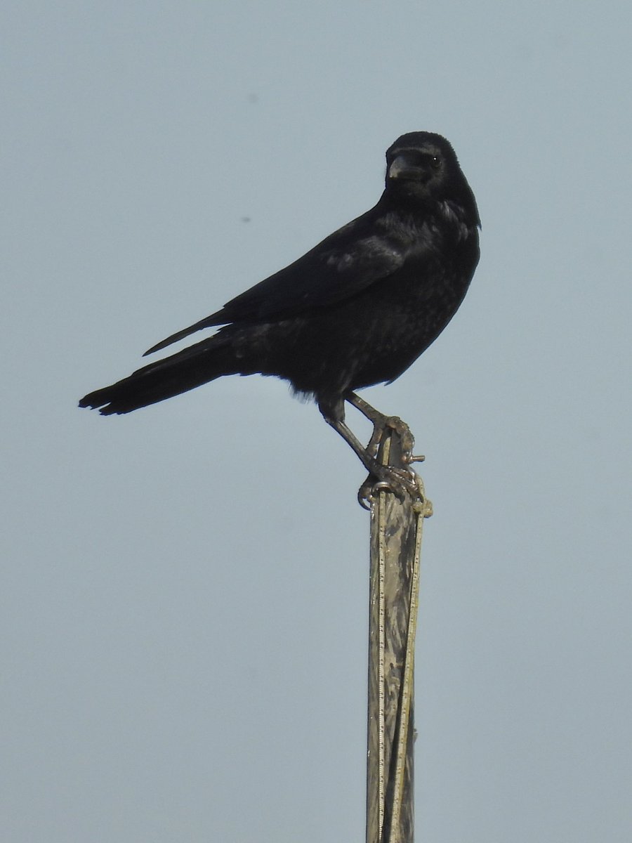 Palumbus_Pics's tweet image. Crow on top of a boat mast #crow #birds #naturephotography