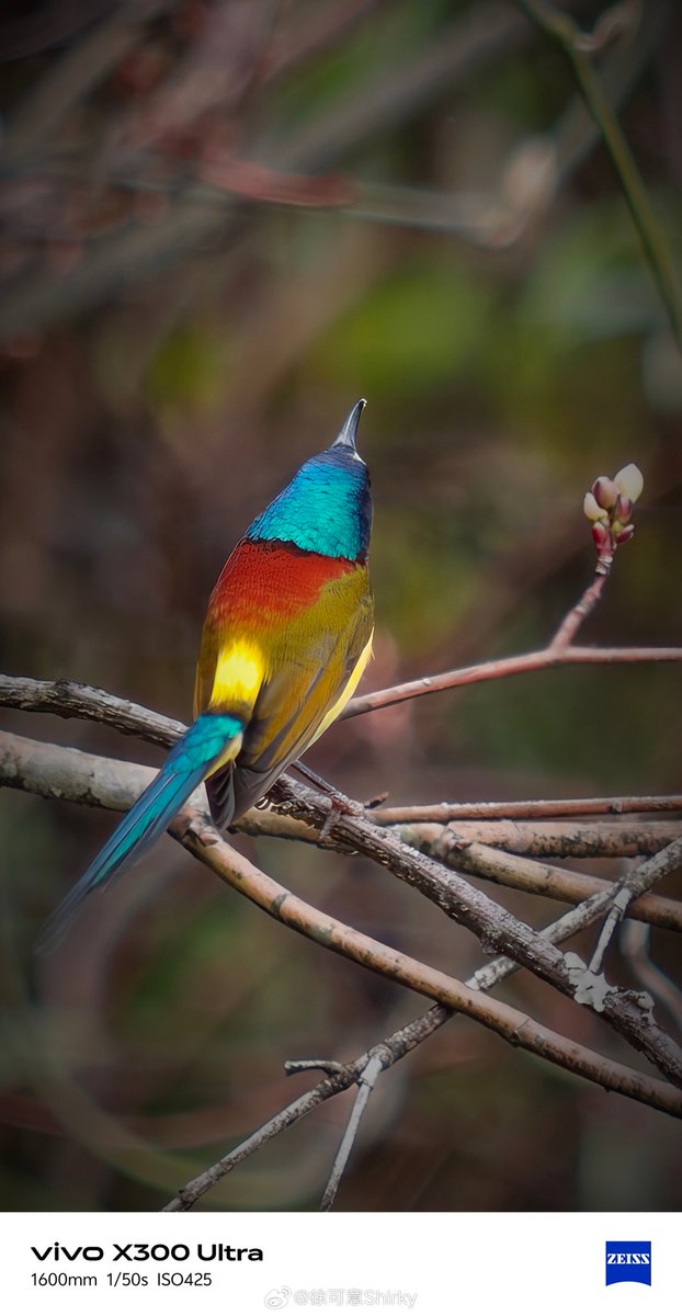 ayansonunigam's tweet image. Vivo X300 Ultra 🚨 

Birds Photography 😍 using 400mm Teleconverter 👇 
#vivo #vivoX300Ultra #OriginOS6