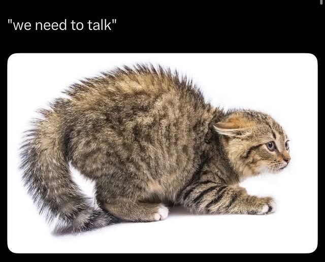 Cat TikToks tweet media