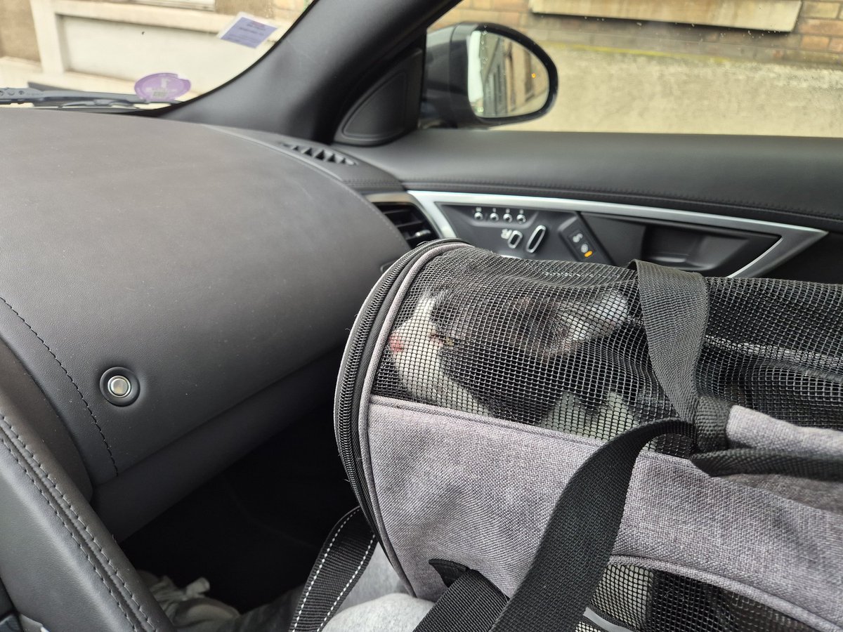 29Gambrinus's tweet image. C'est comment un p'tit chat dans un gros chat...
#jaguar #ftype #v6s