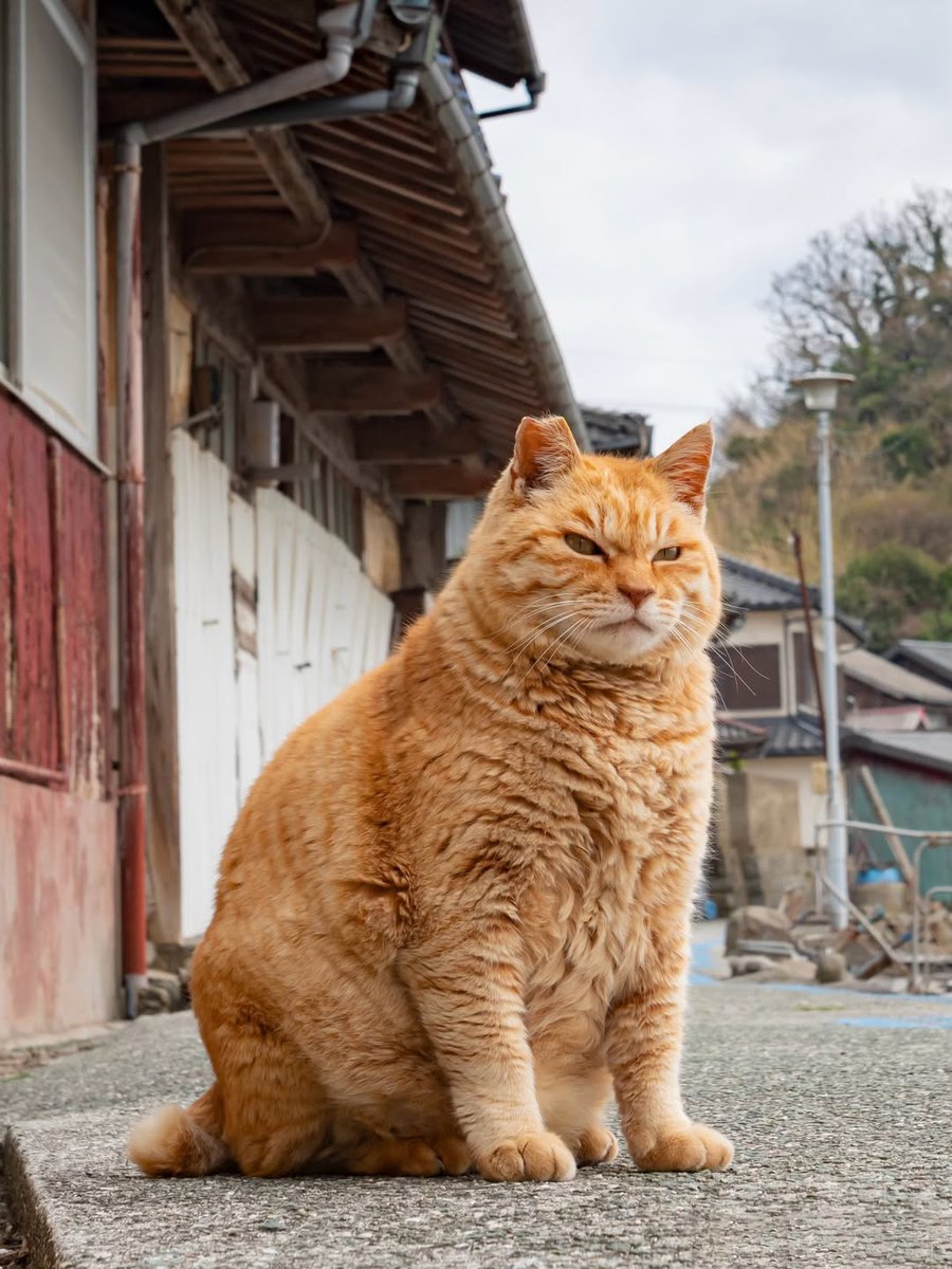 Julia La Nova tweet media