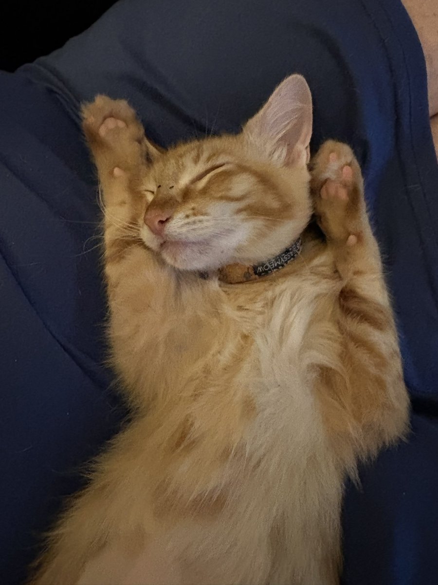 grinding4ddub's tweet photo. Peaches now almost 5 months old.. she’s so funny and has attitude https://t.co/AUdTNasXIP