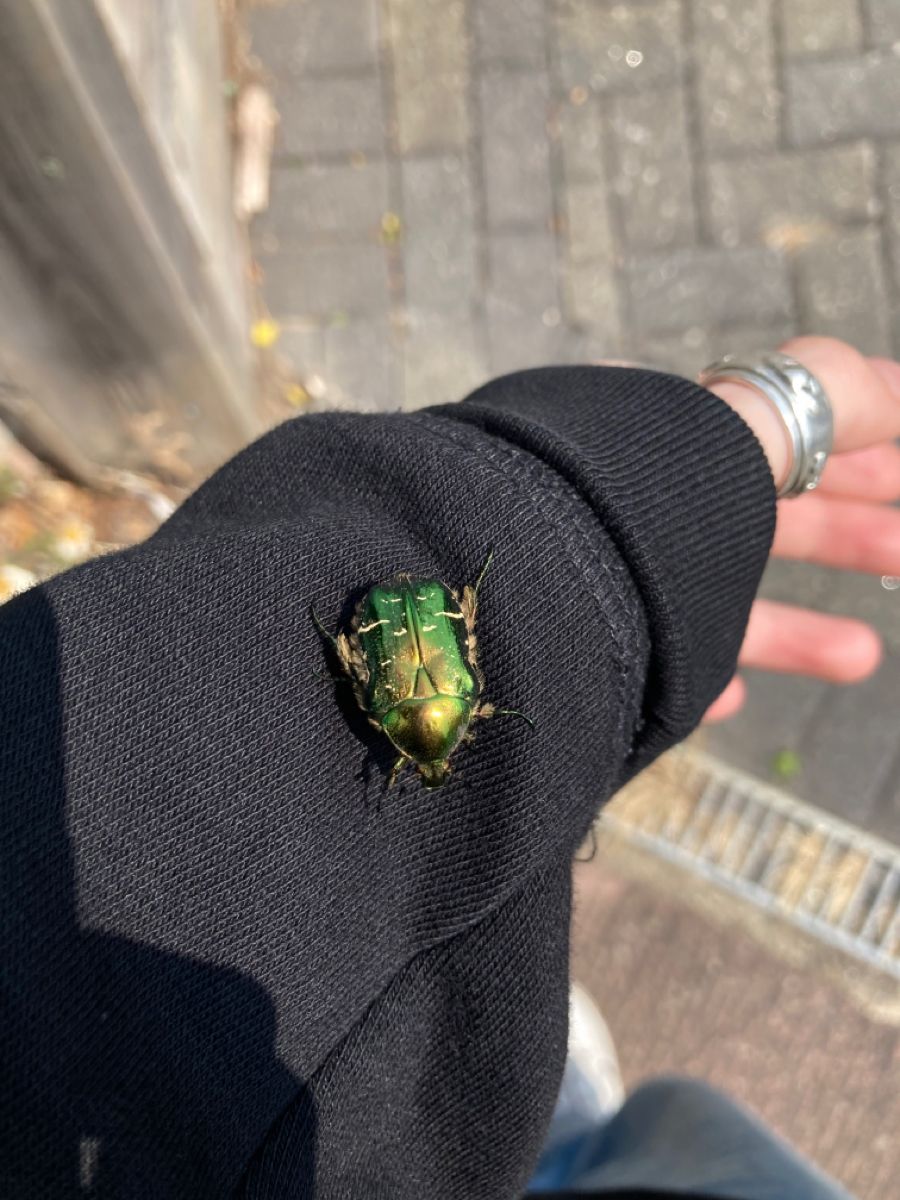 greenvibe's tweet photo. Green Rose Beetle https://t.co/ayZ77k1JSC