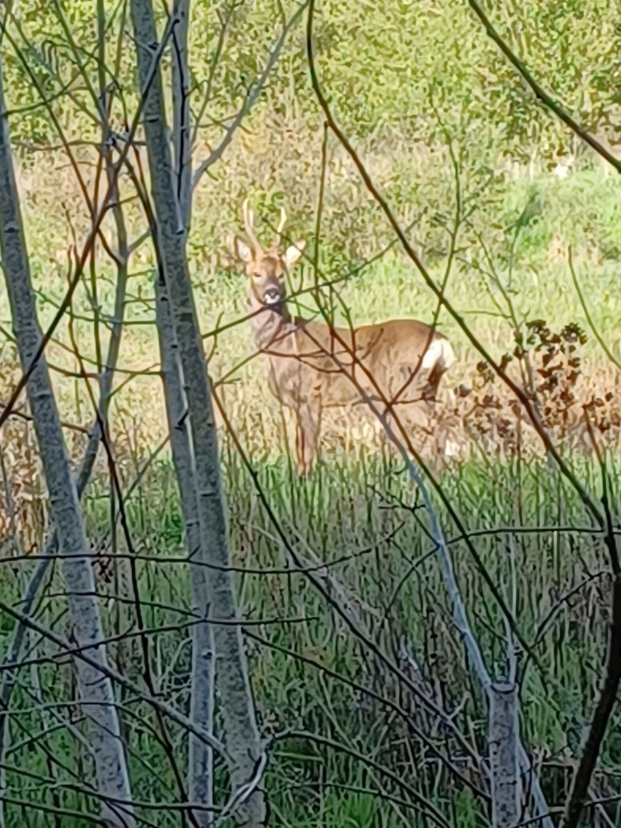 Benjamin tweet media