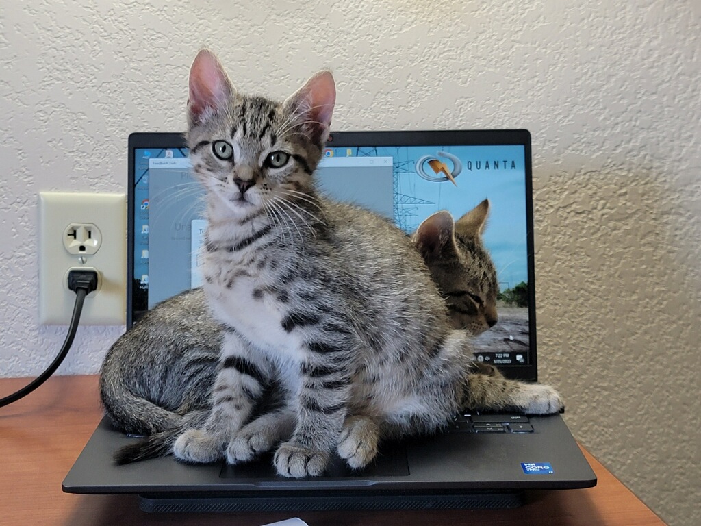 IrbyConst's tweet photo. Happy National Pet Day from all of us at Irby🐾⚡
Here’s to the loyal, hardworking (and sometimes mischievous) pets that power our lives beyond the lines. 💙🐶🐱
#IrbyConstruction #NationalPetDay #AbsolutePerformance #WeAreQuanta @Quanta_Services https://t.co/MvDy8hDzuh