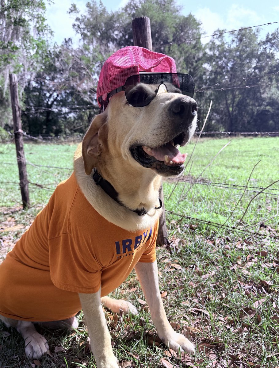IrbyConst's tweet photo. Happy National Pet Day from all of us at Irby🐾⚡
Here’s to the loyal, hardworking (and sometimes mischievous) pets that power our lives beyond the lines. 💙🐶🐱
#IrbyConstruction #NationalPetDay #AbsolutePerformance #WeAreQuanta @Quanta_Services https://t.co/MvDy8hDzuh