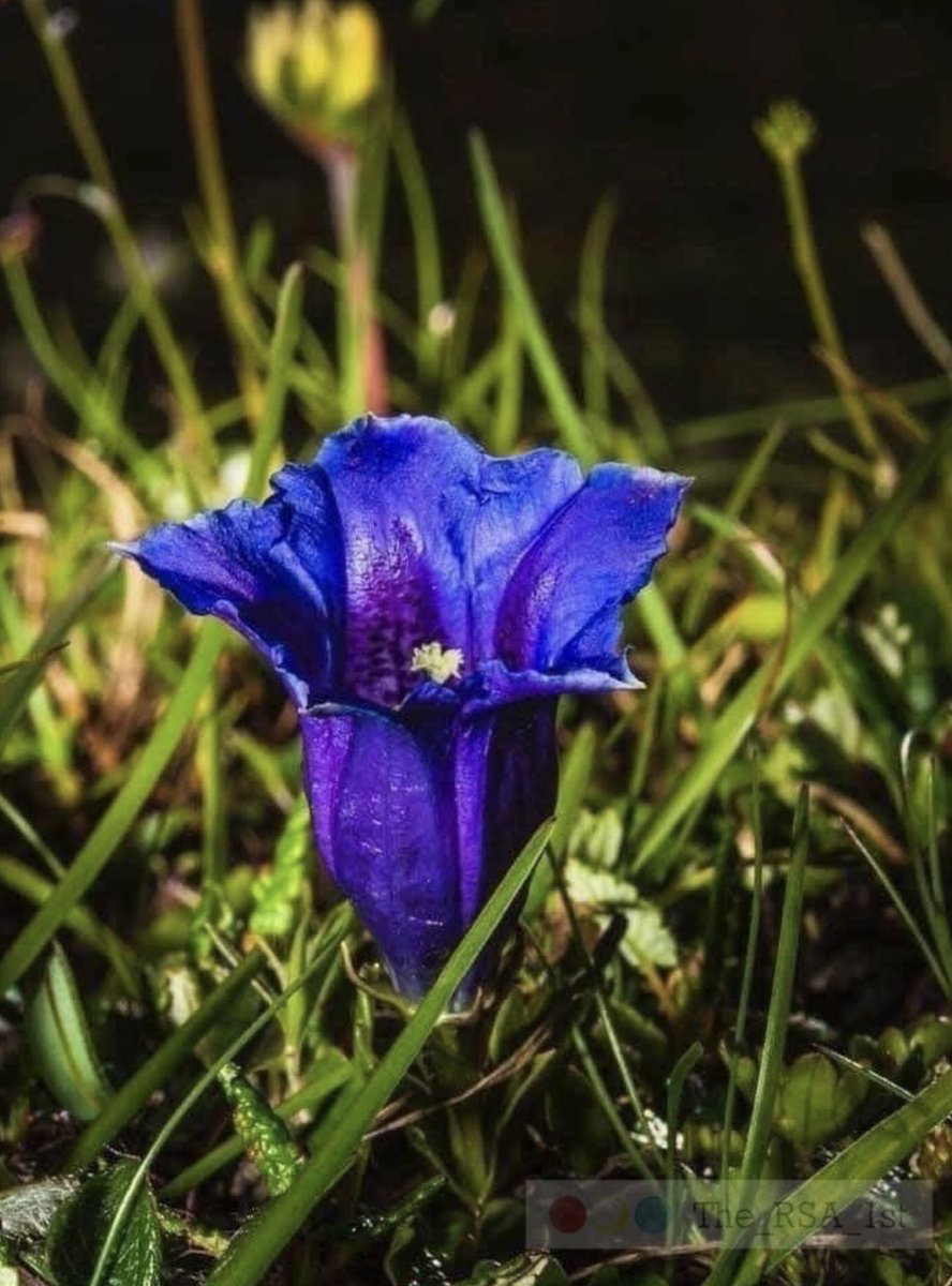 Sky* Ronald Stocker – Born in Ocean Falls B.C. tweet media