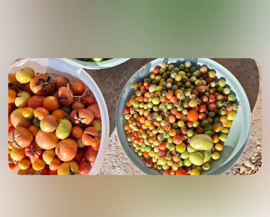 Fatih Çolak tweet media