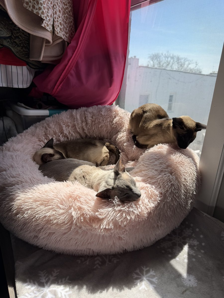 ThreeAmigos tweet media