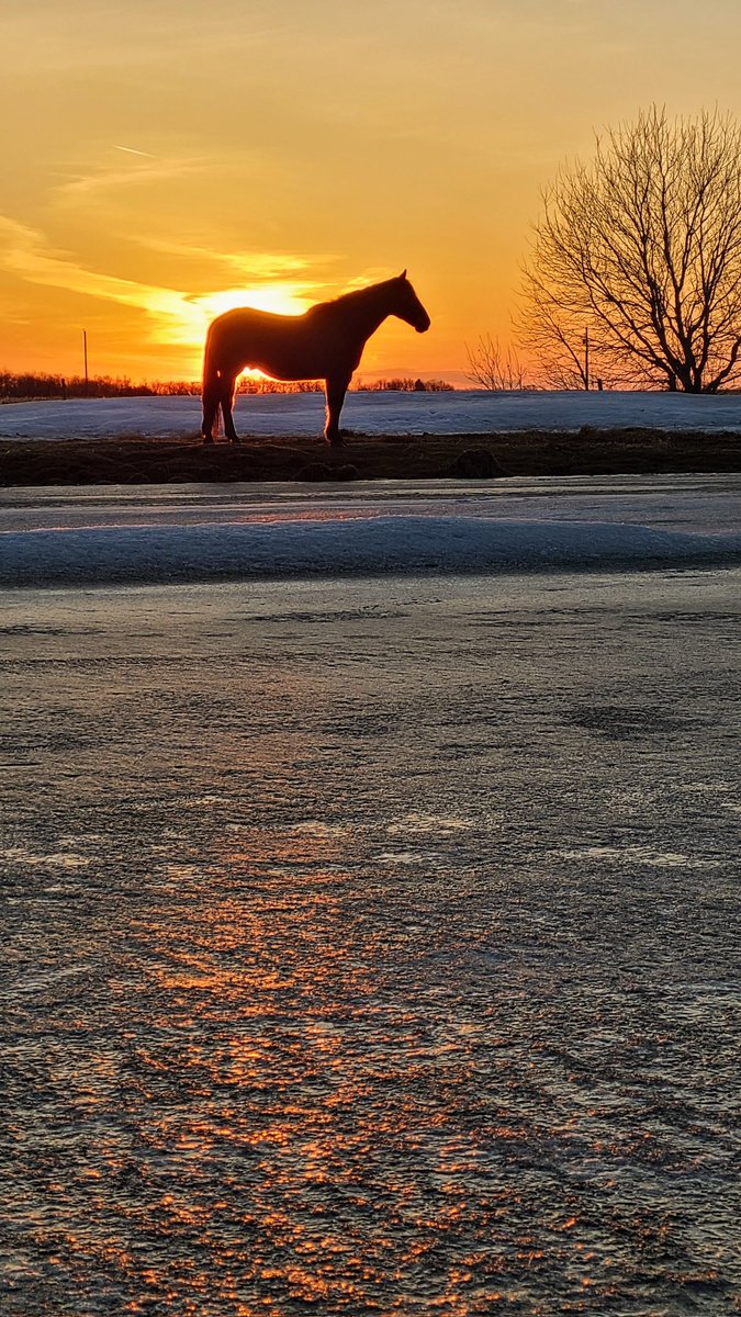 JBMEquiFarms's tweet image. The ice split &amp;amp; flipped in the dugout last night. 

Today is supposed to reach 10C 

Spring is definitely winning now! 
The juncos are everywhere today &amp;amp; a few blackbirds have arrived. 

#manitoba #mbwx #sunset #mybackyard #horse #Zippy