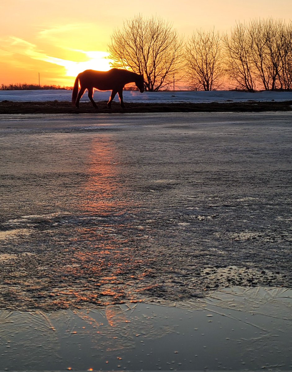 JBMEquiFarms's tweet image. The ice split &amp;amp; flipped in the dugout last night. 

Today is supposed to reach 10C 

Spring is definitely winning now! 
The juncos are everywhere today &amp;amp; a few blackbirds have arrived. 

#manitoba #mbwx #sunset #mybackyard #horse #Zippy