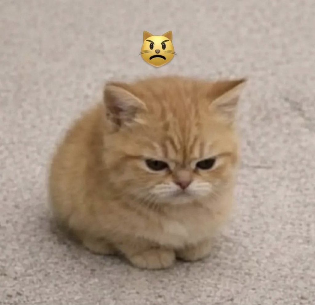 Mackray slow tweet media