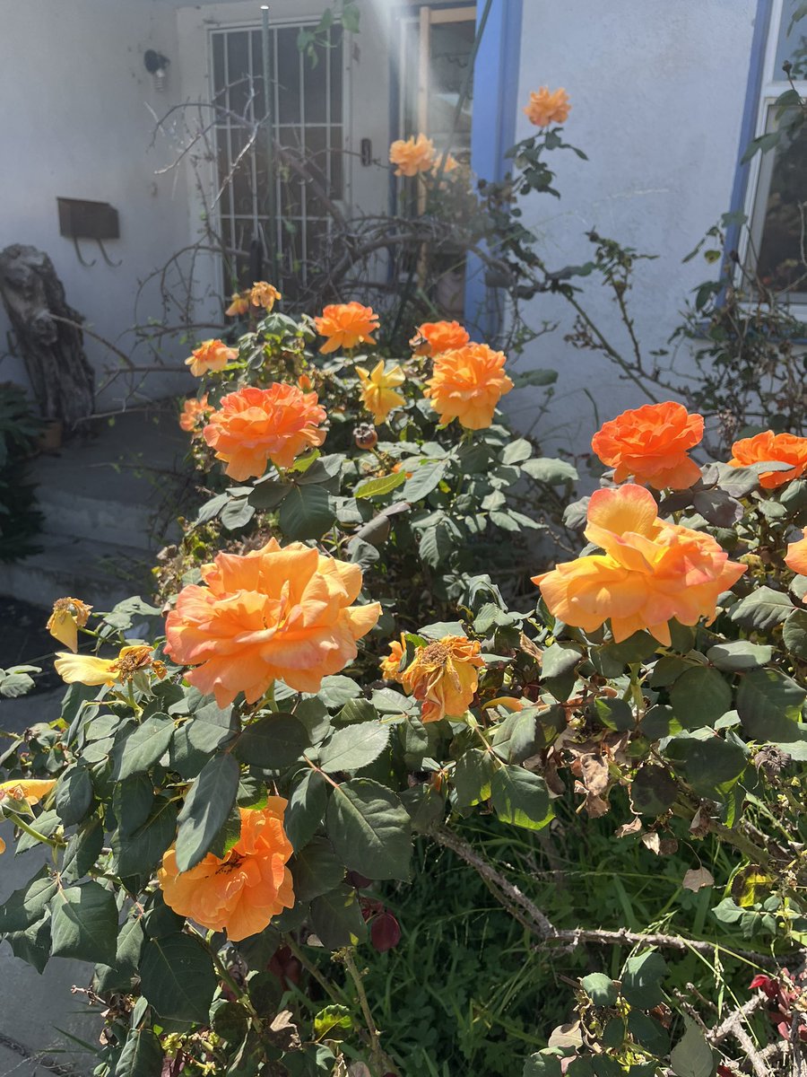 between 4 and 7 dogs tweet media