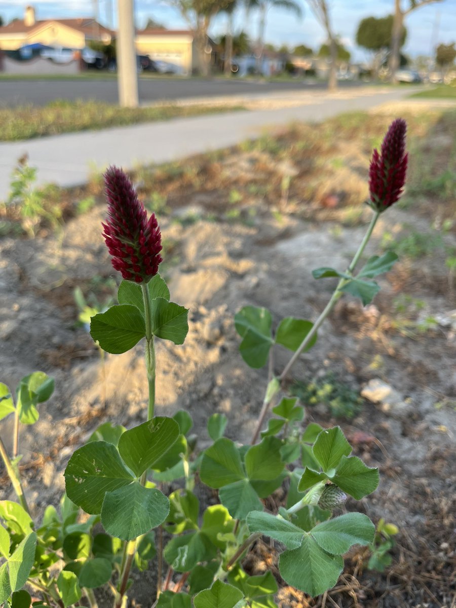 between 4 and 7 dogs tweet media