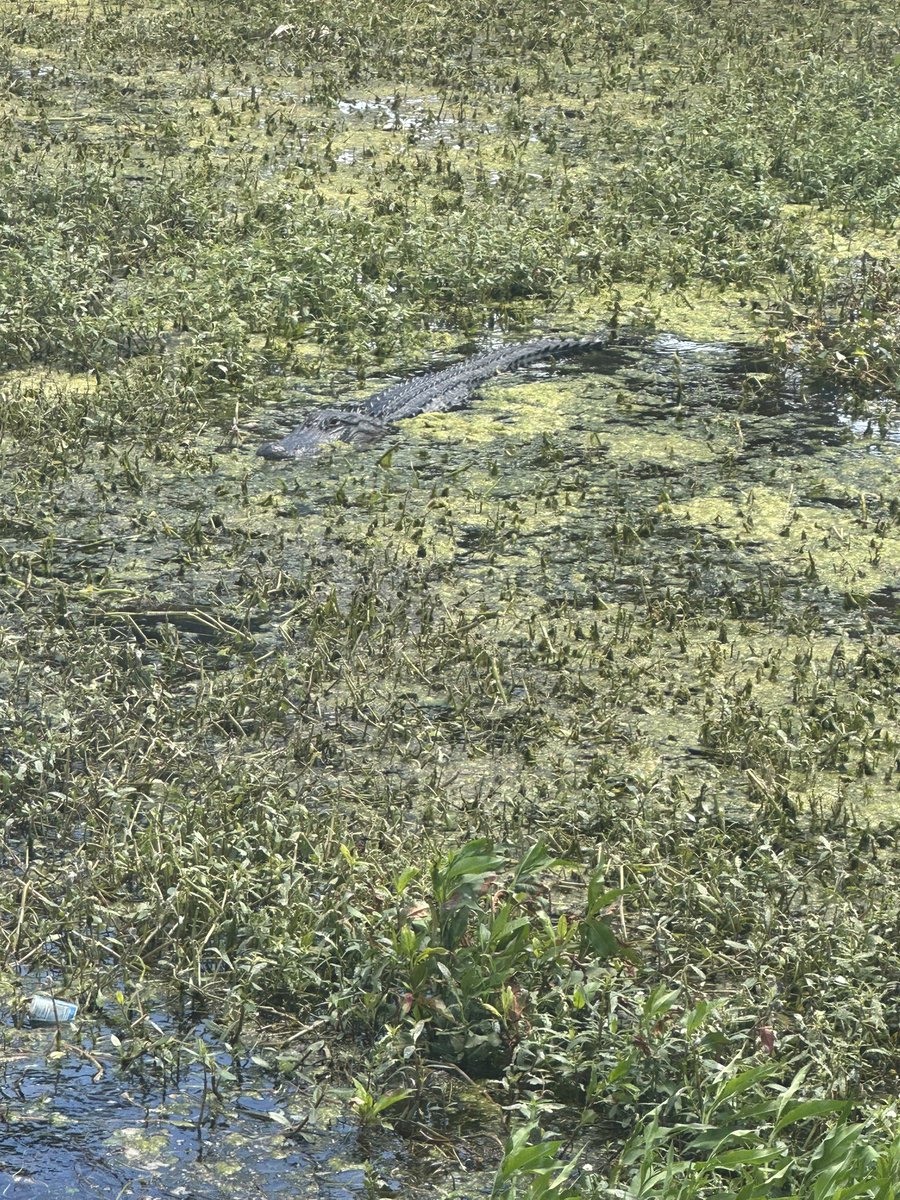 Robfishes's tweet photo. Just taking a stroll at lake Toho and my friends are out looking 👀 for Dinner https://t.co/BG9Dv9Prco