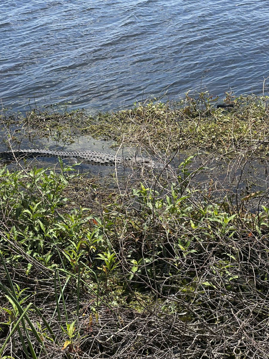 Robfishes's tweet photo. Just taking a stroll at lake Toho and my friends are out looking 👀 for Dinner https://t.co/BG9Dv9Prco