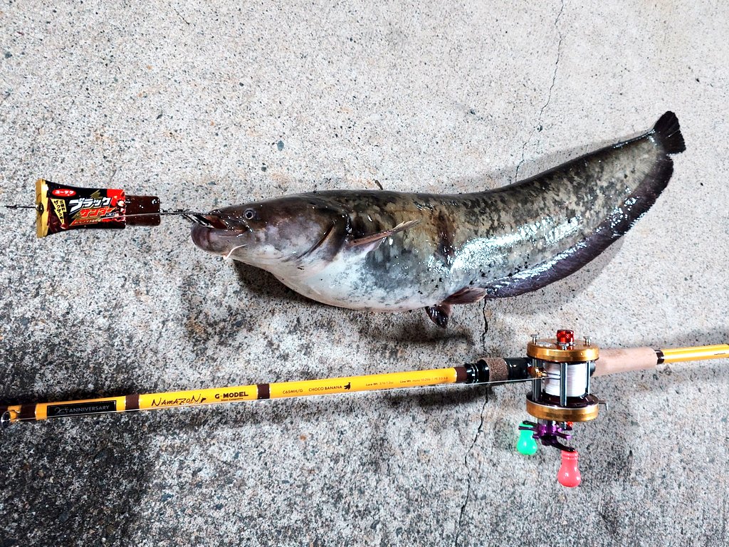 もりきゅ tweet media