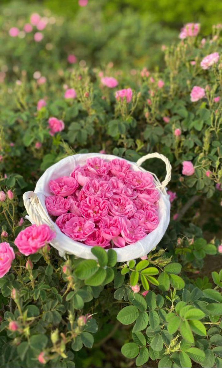 حنين الورد ‏ ✿ ‏ tweet media