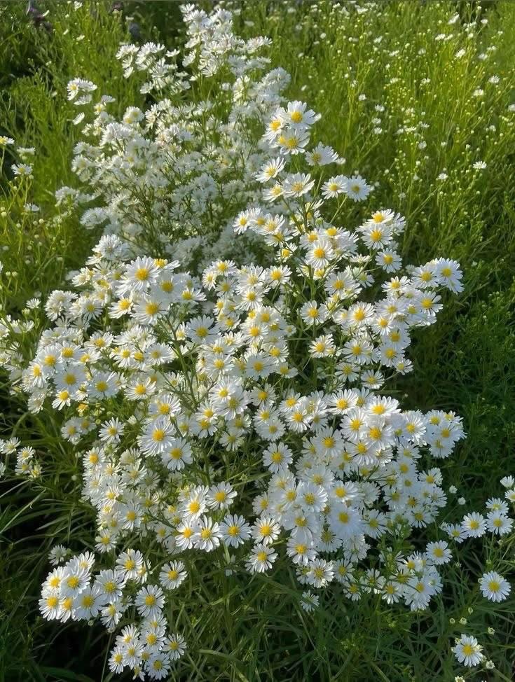 𝑓𝑙𝑜𝑟𝑎 tweet media