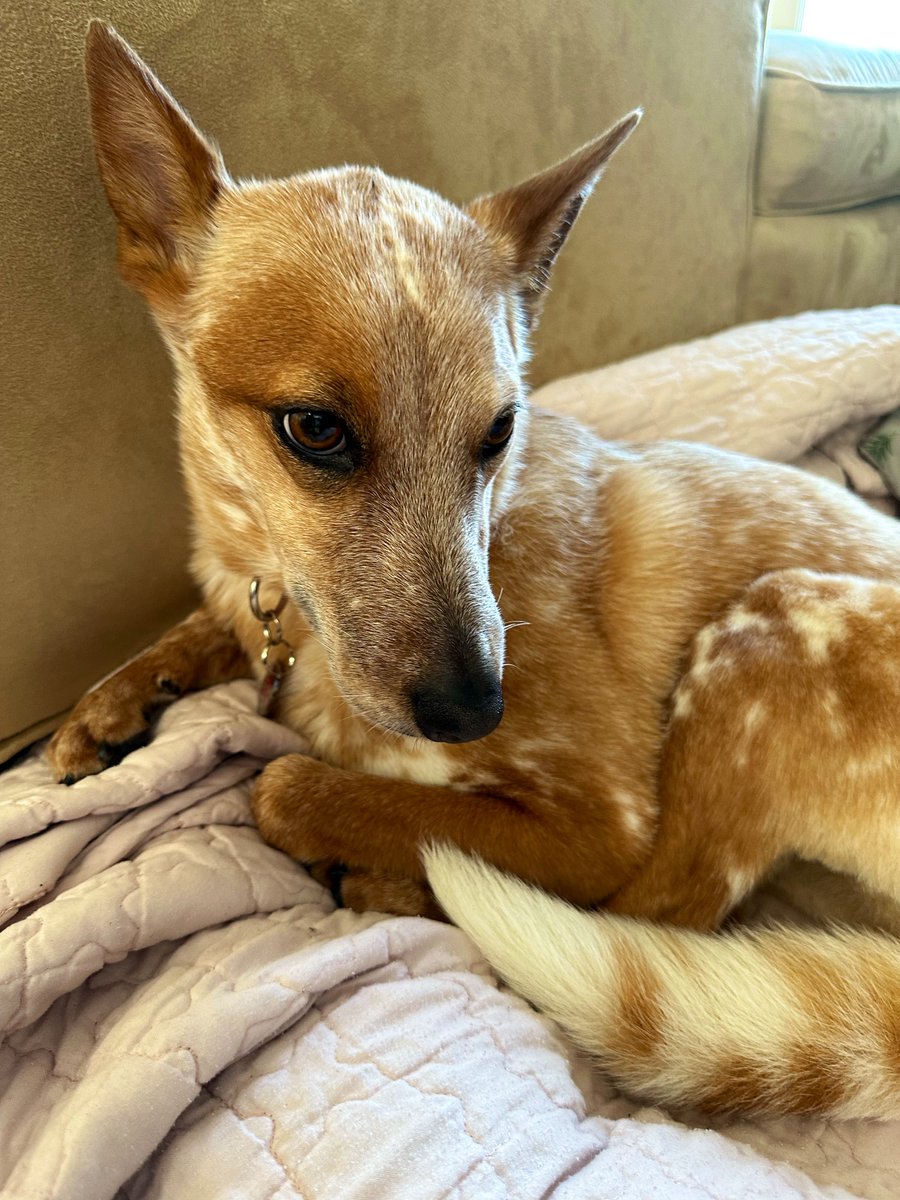 Real_DARGI's tweet image. A Happy #NationalPetDay
2 All Our Pets &amp;amp; Caretakers
#LUV #Snuggles &amp;amp; #Treats
From #DALLAS &amp;amp; #KITTY♥️
#Legendary #Designer
#Fashionista #Friend
2 #Music &amp;amp; #Film #Stars
#BGood21Another♥️😻🦮