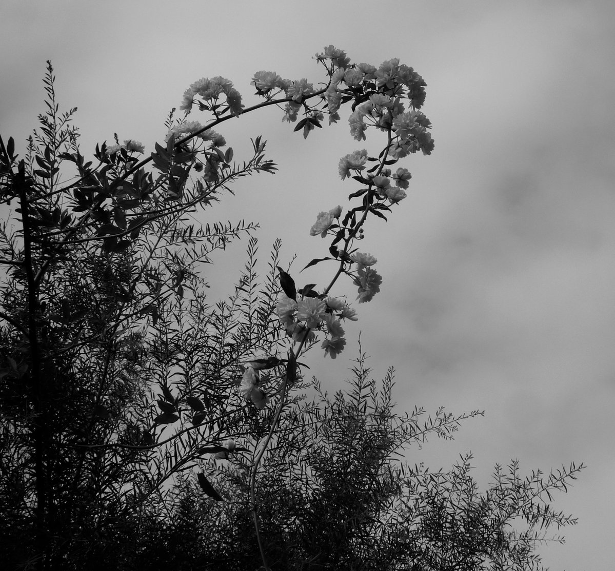 Martine Roffinella tweet media