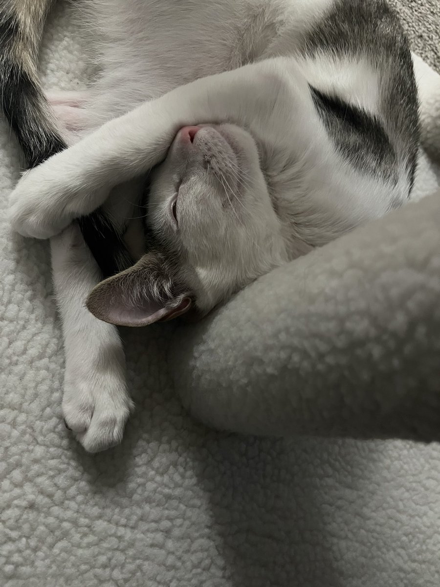 Daily Pixel 🌱 tweet media