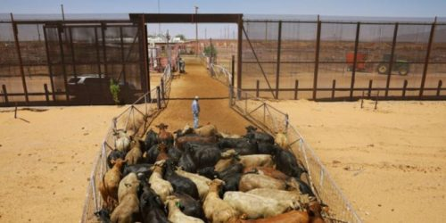 borderlineason's tweet image. #EstadosUnidos plantea abrir la frontera al ganado mexicano de manera parcial, señala @Claudiashein  borderlinea.mx/nacional/estad… #ganado #frontera #EEUU #Ganaderos @USDA @USDAFoodSafety @SaderMX @OICSAGARPA @SAGARHPASonora @Sagarhpa @VolSagarhpa @UGRSon @UGRCHI @UGRChihuahua