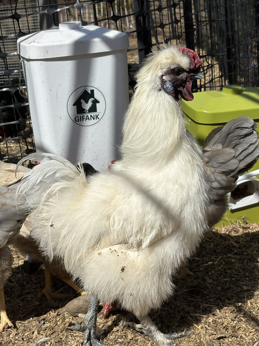 Cassie Cynical🐩 tweet media