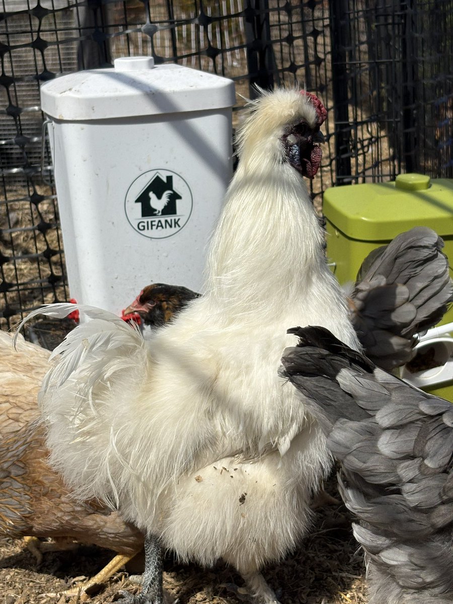 Cassie Cynical🐩 tweet media