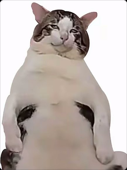 不抽烟的雪豹 tweet media