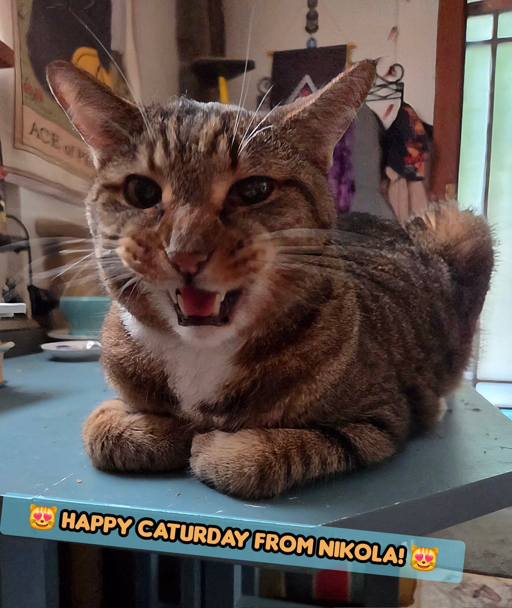 Happy Caturday from Nikola! 😻 #Caturday
