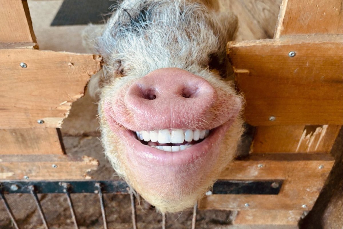 TheLittleWinner's tweet photo. this is what it would look like if pigs could go to the dentist https://t.co/5CJQ4zsvZ0