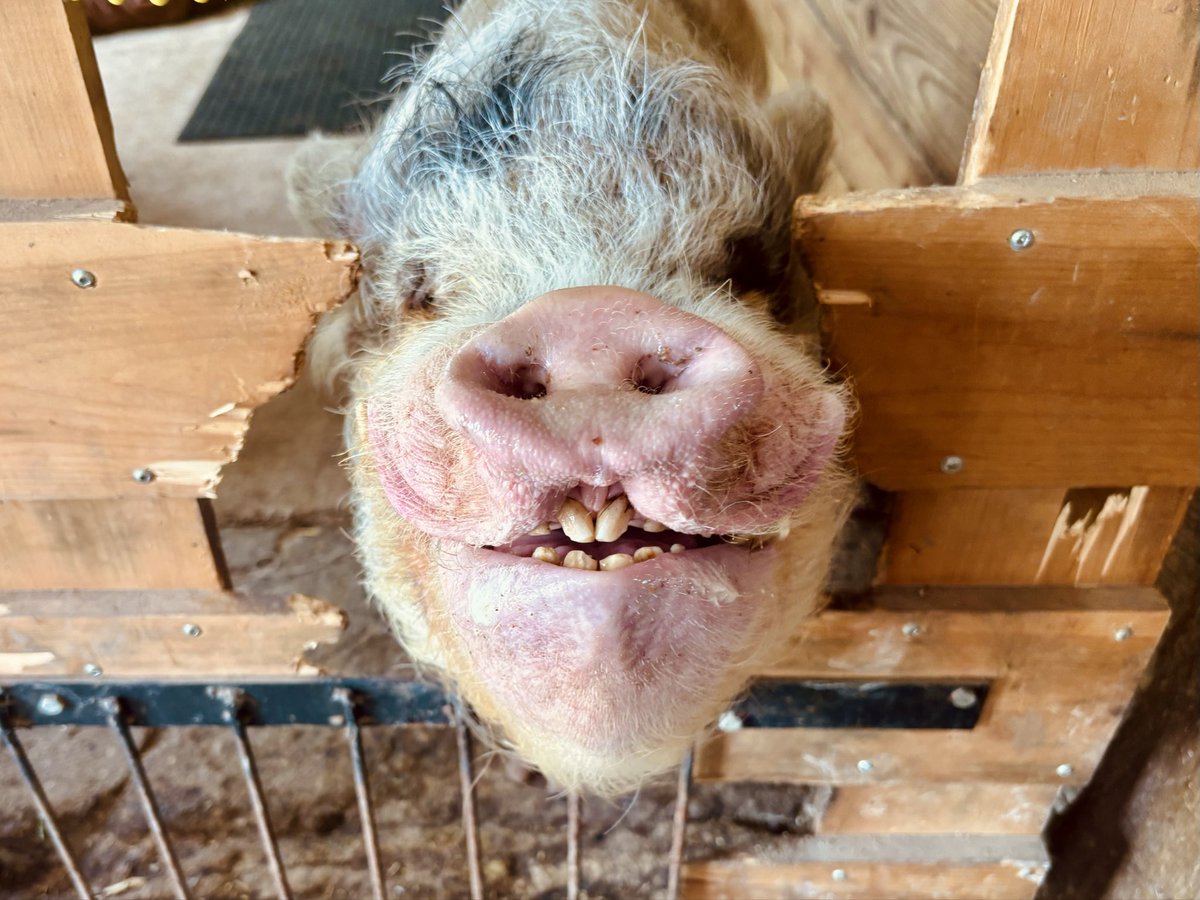 TheLittleWinner's tweet photo. this is what it would look like if pigs could go to the dentist https://t.co/5CJQ4zsvZ0