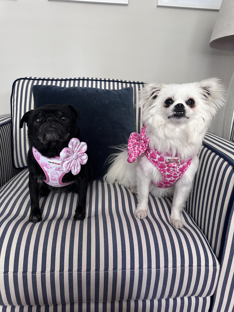 tangleduptotty's tweet photo. Our new girl Twiglet with her big sister Pudding in their new togs for National Pet Day https://t.co/U0UsW6ET7g