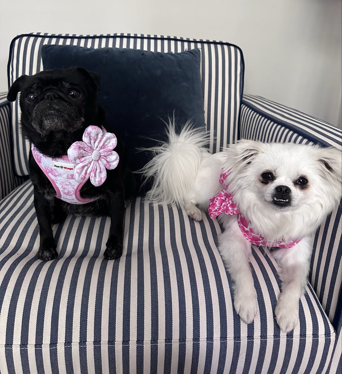 tangleduptotty's tweet photo. Our new girl Twiglet with her big sister Pudding in their new togs for National Pet Day https://t.co/U0UsW6ET7g